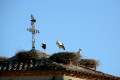 St�rche, storks, cigonya, Torres de Segre, Segria - img_4616_58.jpg