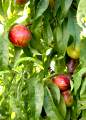 Fruits, Plantagen, plantations, plantaci�, Utxesa, Segria - img_4635_65.jpg